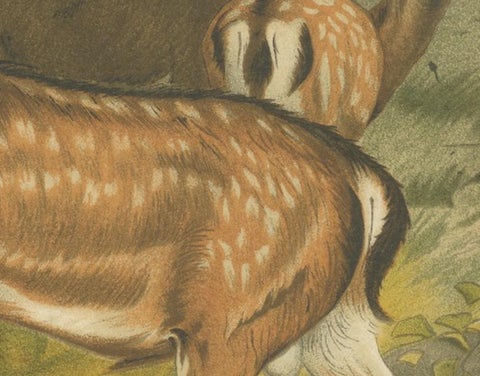 Fallow Deer, Antique European Wildlife Chromolithograph, 1894, view 5