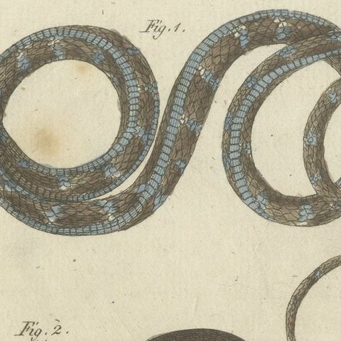 Antique Print of various Snakes including the Buff Striped Keelback Snake, 1800, close-up 1
