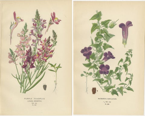 1897 Botanical Prints, Purple Toadflax and Maurandya Barclayana, view 4