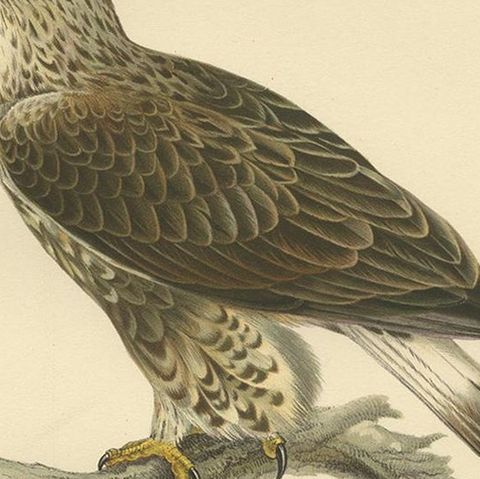 Antique Bird Print of the Rough-Legged Hawk, '1929', close-up 2
