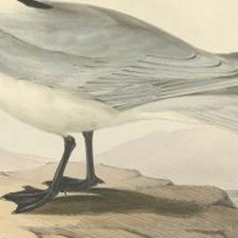 Antique Bird Print of the Gull-Billed Tern by Gould, 1832, close-up 1