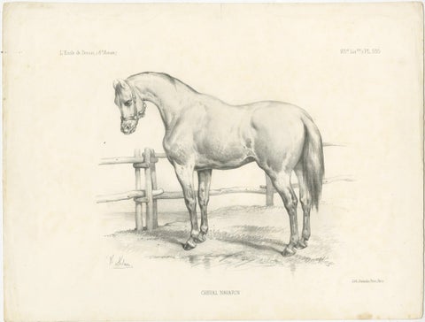 Original Antique Print of a Navarrin Horse, an Extinct Breed from France, view 2