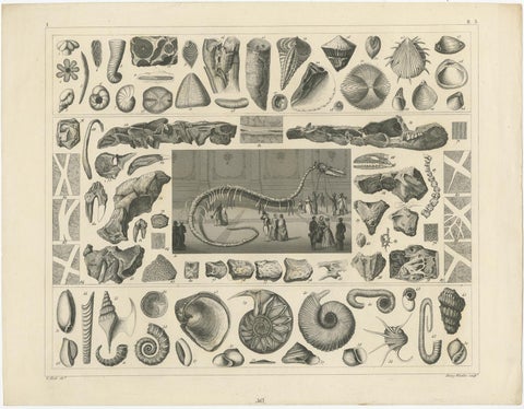 Set of 4 Antique Prints of various Marine Life and Fossils by Heck 'c.1850', view 4