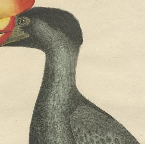 Antique Bird Print of the Rhinoceros Hornbill by Goldfuss, circa 1824, close-up 1