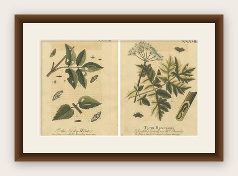 Antique English Moths and Caterpillars on Hedgerow Plants, Albin 1720, shown framed