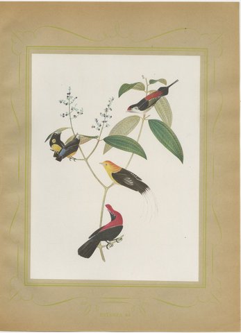 Cotingas and Long-Tailed Manakins, Brazilian Bird Print, Descourtilz, 1944, view 2
