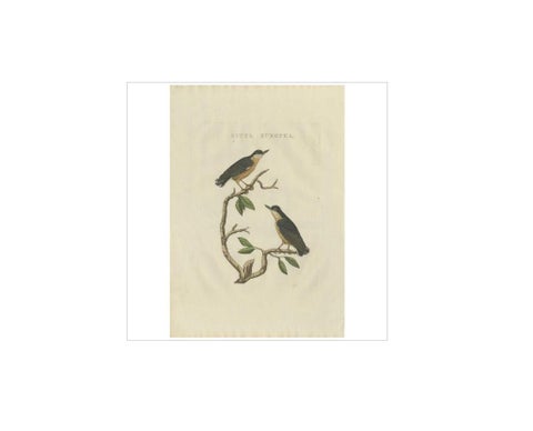 Antique Bird Print of the Eurasian Nuthatch by Sepp & Nozeman, 1829, view 3