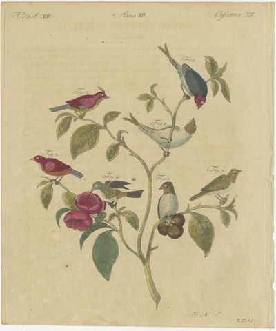 Exotic Finches and Hummingbird, Antique Bertuch Print, Vienna, circa 1805, view 2
