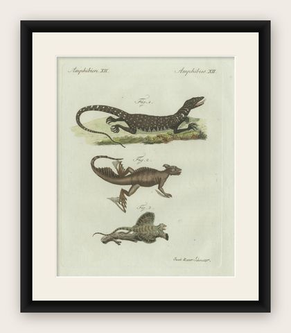 Original Antique Print of Exotic Lizards and Flying Dragon by Bertuch, c. 1800, shown framed