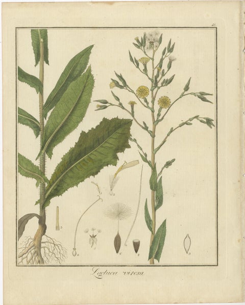 Wild Lettuce, Tansy, and Licorice: Botanical Illustrations from 1819, view 2