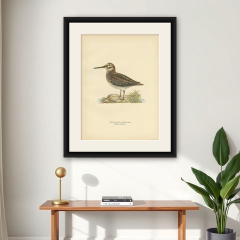 Antique Bird Print of the Jack Snipe by Von Wright, 1929, shown framed on a wall