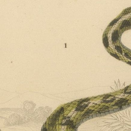 Snake Print of Rattlesnake and Horned Viper, c.1850, by Orbigny, close-up 5