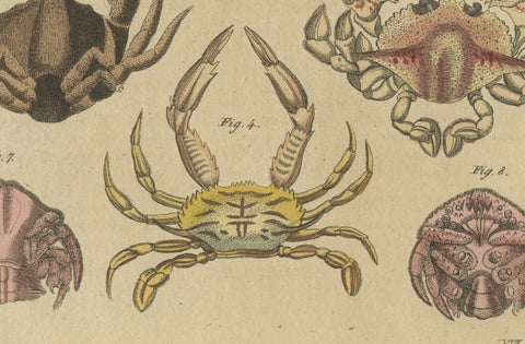Original Antique Print of Eight Exotic Crabs by Bertuch, c.1820, close-up 4