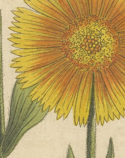 Antique Botanical Engraving, Yellow Flower & Pink Bladder Senna, Pflanzen CXXXV, view 6