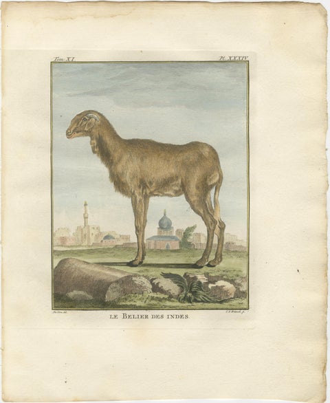 Rare 1769 India Sheep & Ram Trio, Hand-Coloured Buffon Engravings Set, view 2