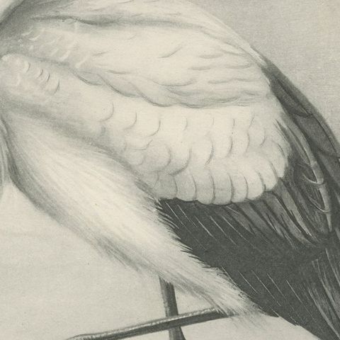 White Stork, Antique Bird Print after Lilian Medland, circa 1909, close-up 3