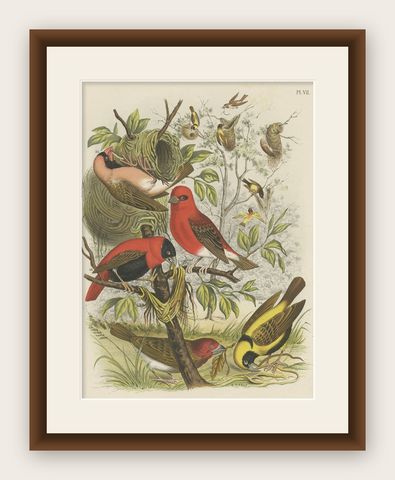 Decorative and Colourful Antique Bird Print of Weaverbirds, 1886, shown framed