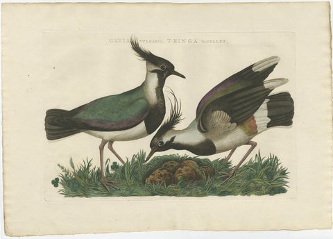 Northern Lapwing Print, Tringa Vanellus Vulgaris by Nozeman and Sepp, 1770, view 2
