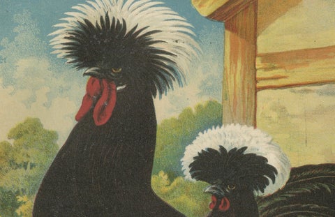 The Distinguished Black Dutch White-Crested Chicken - Rare 19th Century Poultry, close-up 2