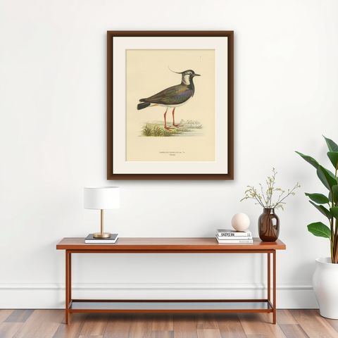 Iridescent Majesty: Vintage Print of The Northern Lapwing by Von Wright, 1929, shown framed on a wall