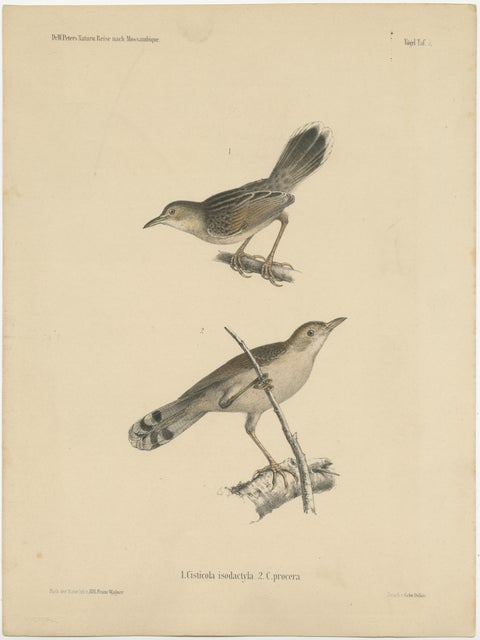 Antique Bird Print of Cisticola Species, view 2