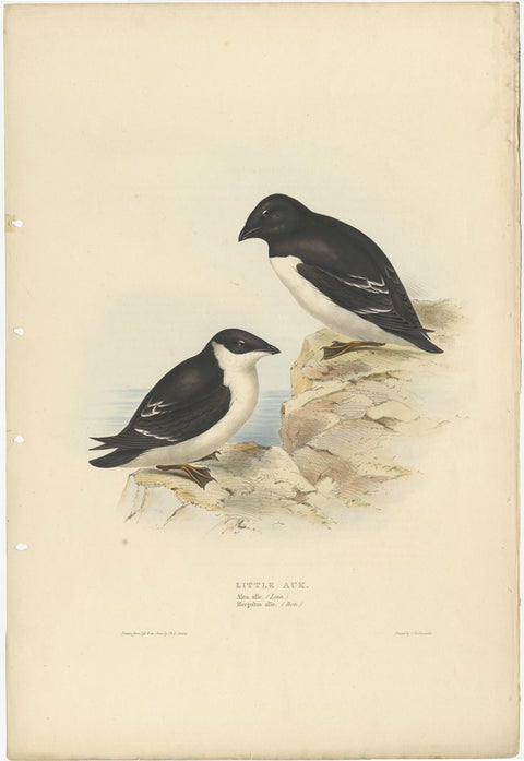 Old Bird Print Depicting the Little Auk by Gould, 1832, view 2