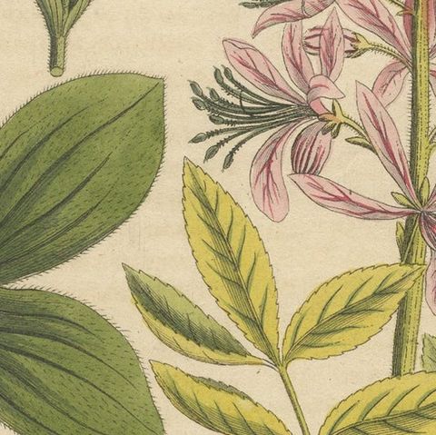 Antique Botanical Engraving, Yellow Flower & Pink Bladder Senna, Pflanzen CXXXV, close-up 2