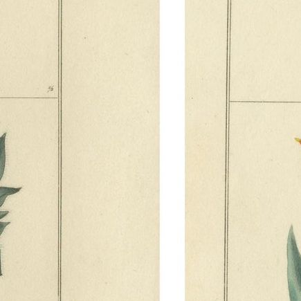 Beautiful Pair of Vintage Botanical Flower Prints, incl a Flame Tulip, 1828, close-up 1