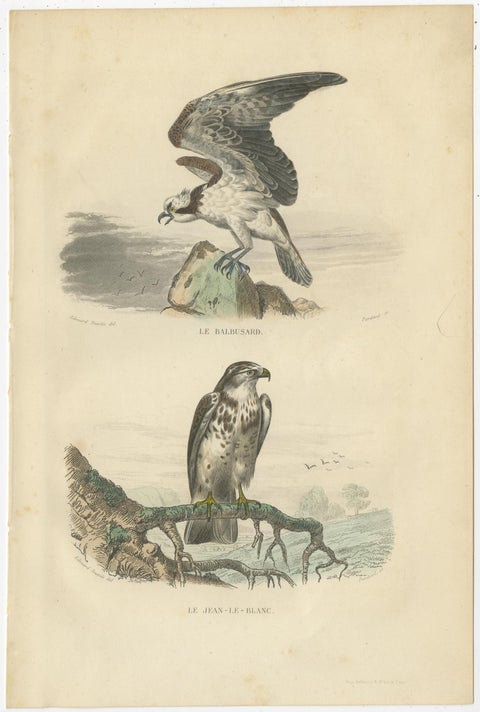 Set of 4 Antique Bird Prints Osprey, Eagle, Buzzard, Falcon by Buffon, 1839, view 2