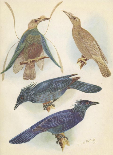 Antique Print of the Standard-Wing and the Trumpet Bird '1950', view 4