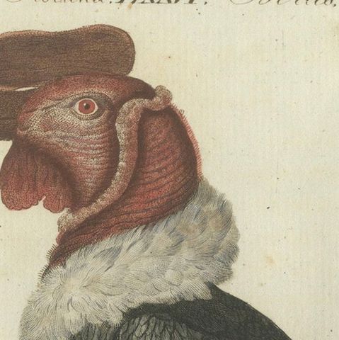Andean Condor (Male) - Majestic Vultur gryphus Illustration by Bertuch, 1805, close-up 3
