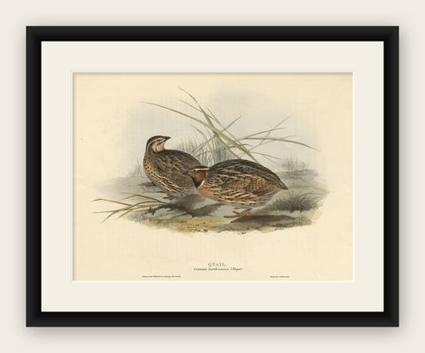 Beautiful Antique Hand-Colored Bird Print of the Common Quail by Gould, 1832, shown framed