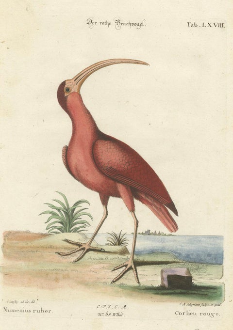 Hand-Colored Engraving of the Red Curlew by Johann Michael Seligmann, ca.1770, close-up 6