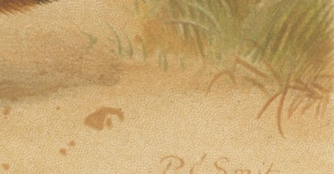 African Fennecs, Antique Desert Fox Chromolithograph, 1894, view 10