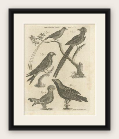 Antique Print of Passerine Birds and other Birds, 1810, shown framed