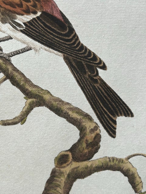 Twite, Fringilla Flavirostris, Antique Hand-Coloured Bird Print, 1809, view 3