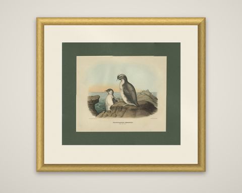Antique Bird Print of a Young and Adult Temminck's Auk Made After D.G. Elliot, shown framed
