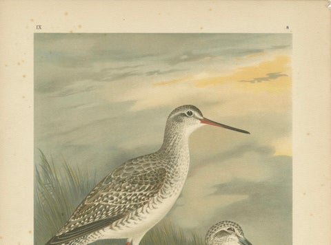 Redshank and Greenshank in Winter Plumage, Antique Bird Lithograph c.1895, close-up 3