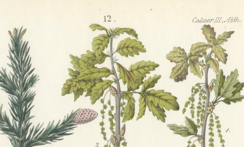 Hand-Colored Botanical Lithograph of Spruce, Oak, Currant, 1854, close-up 3