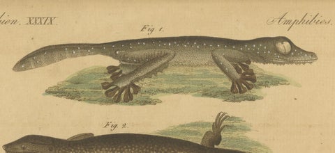 Antique Handcolored Engraving of Lizards and Amphibians, c.1800, close-up 2