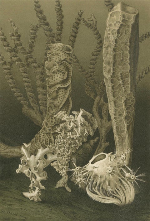 Glass Sponges, Deep-Sea Marine Life, Royal Natural History, 1896, close-up 1