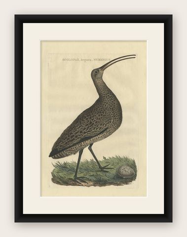 Antique Bird Print of the Eurasian Curlew by Sepp & Nozeman, 1789, shown framed