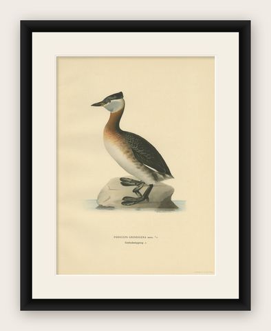Antique Bird Print of the Red-Necked Grebe by Von Wright '1929', shown framed