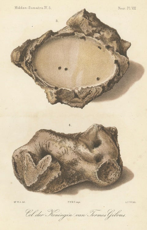 Antique Lithographs of Termite Queen Cells, Termes Gibus, Sumatra c.1887, close-up 6