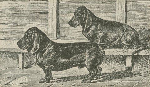 Dachshund Dog Illustration, Antique 1915 Print from Dogs of All Nations, close-up 2