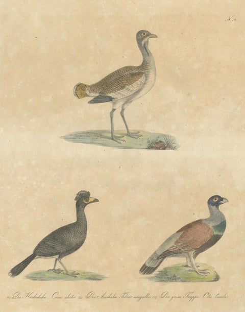 Antique Game Birds & Bustard Lithograph by Karl Joseph Brodtmann, 1816, close-up 1