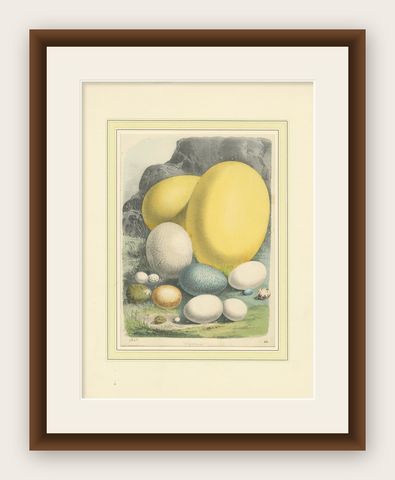 Global Bird Eggs: An 1857 Study of Avian Diversity - Hand-Coloured Lithograph, shown framed
