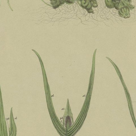 Antique Botany Print of the Pineapple Orchid, '1884', close-up 2