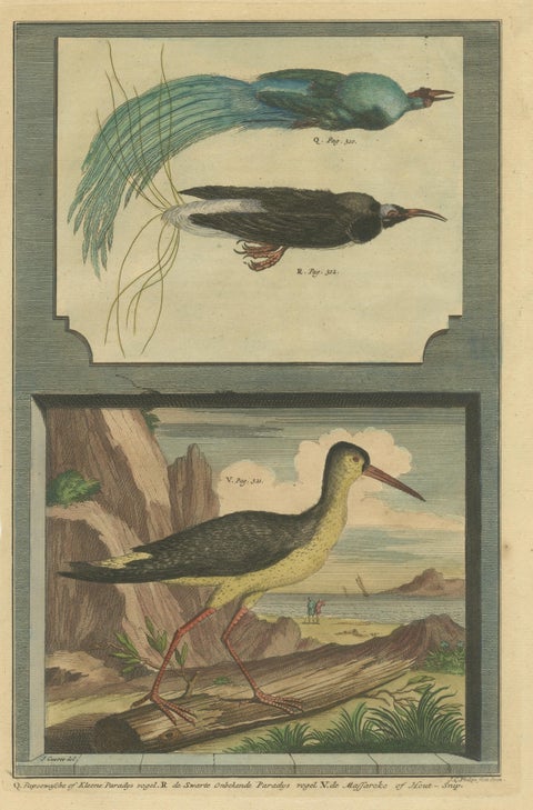 Colored Print of Birds of Paradise and the Eurasian Woodcock, view 3