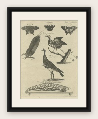 Engraving of Butterflies, Birds of Paradise, Horned Screamer, Pangolin, ca.1800, shown framed